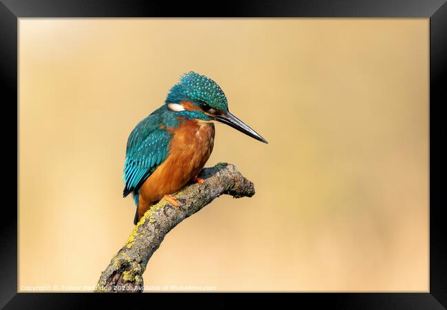 Kingfisher on the lookout Framed Print by Trevor Partridge