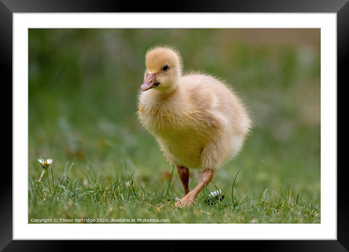 Gosling out for a stroll Framed Mounted Print by Trevor Partridge