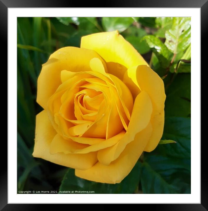 Yellow Rose  Framed Mounted Print by Les Morris