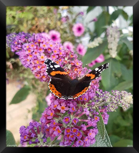 Red Admiral Butterfly Framed Print by Les Morris