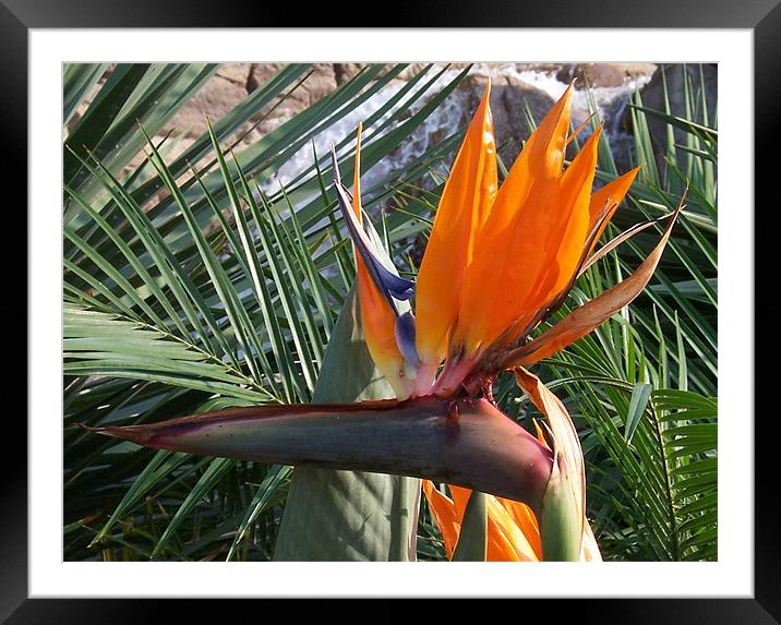 Bird of Paradise Crop Framed Mounted Print by Les Morris