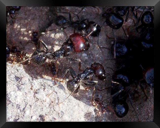 Large Black Ants Framed Print by Les Morris