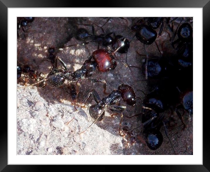 Large Black Ants Framed Mounted Print by Les Morris