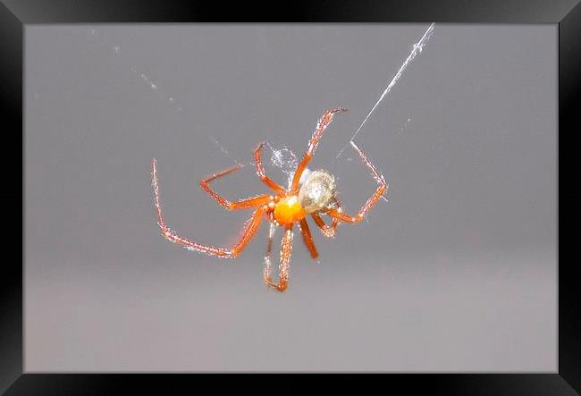Orange Spider Framed Print by Les Morris