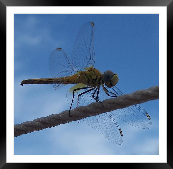 Dragonfly Close Up Framed Mounted Print by Les Morris