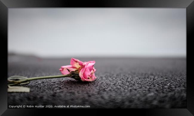 Pink Rose Framed Print by Robin Hunter