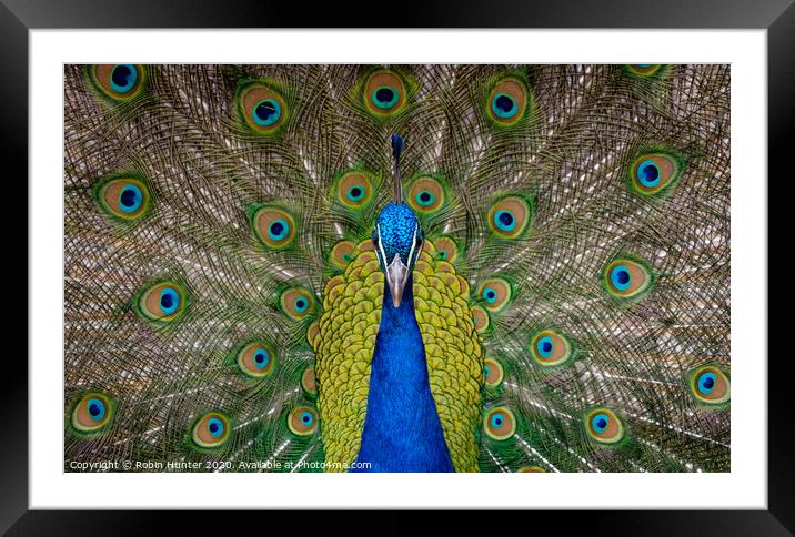 Peacock  Framed Mounted Print by Robin Hunter
