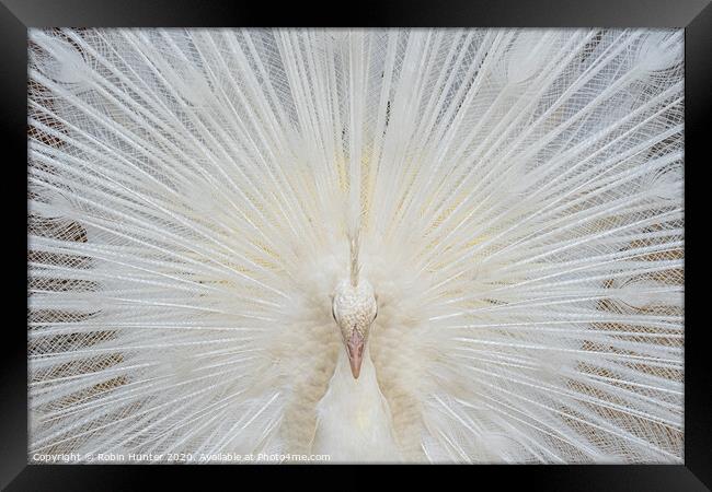 White Peacock Framed Print by Robin Hunter