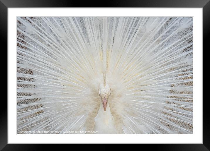 White Peacock Framed Mounted Print by Robin Hunter