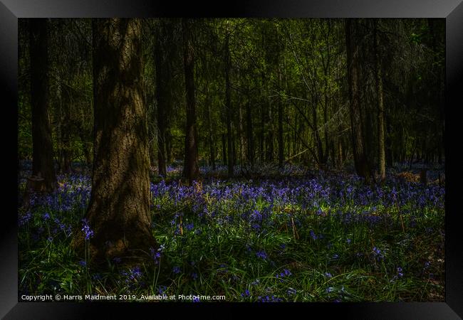 Bluebell Woodland Framed Print by Harris Maidment
