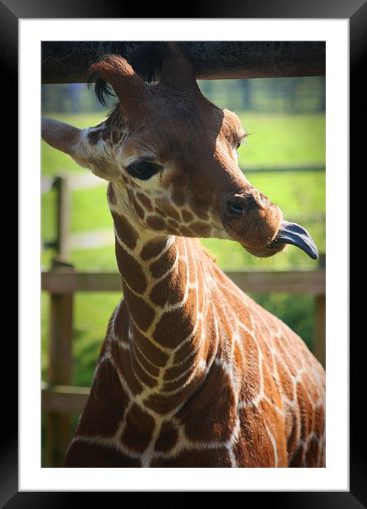 Giraffe Framed Mounted Print by mike fendt