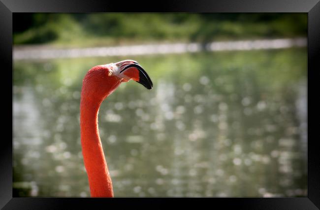 Pink Flamingo with the sun in the face Framed Print by mike fendt