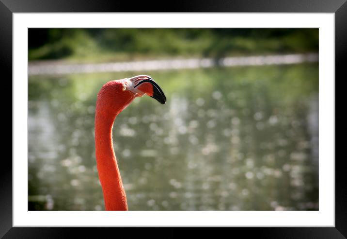 Pink Flamingo with the sun in the face Framed Mounted Print by mike fendt