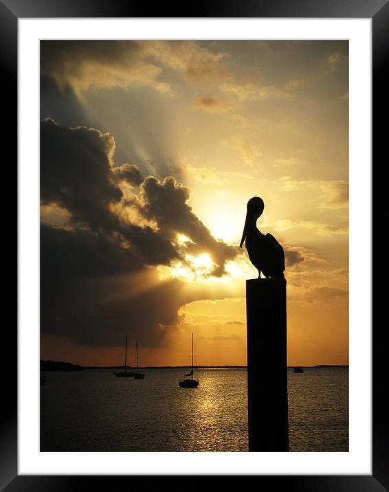 Pelican on the post Framed Mounted Print by mike fendt