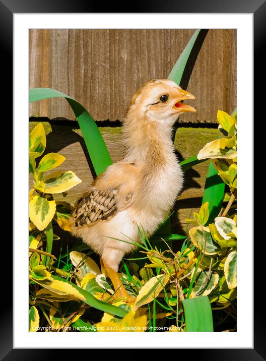 Chick Framed Mounted Print by Tom Hartfil-Allgood