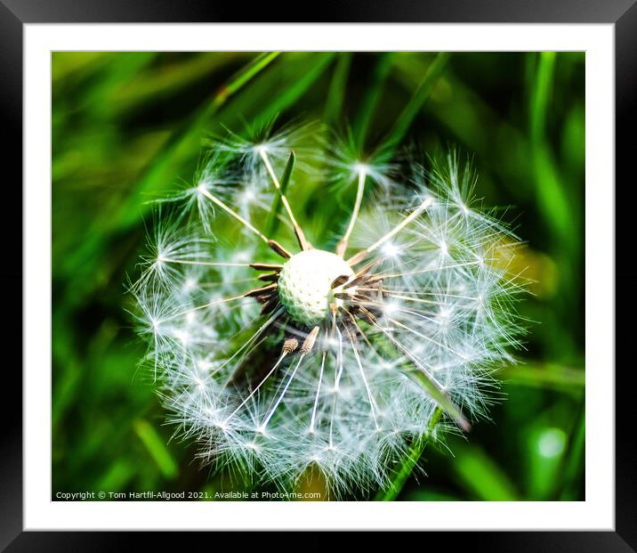 Dandelion  Framed Mounted Print by Tom Hartfil-Allgood