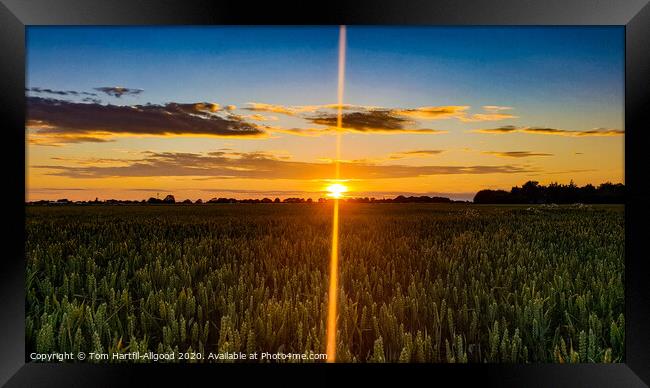 Wheat Field Sunset  Framed Print by Tom Hartfil-Allgood