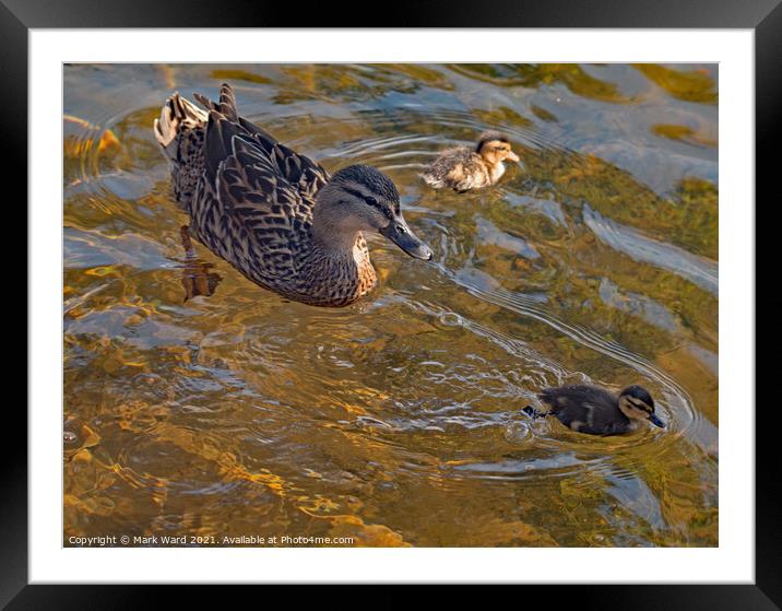 Proud Mallard Mother with Ducklings. Framed Mounted Print by Mark Ward