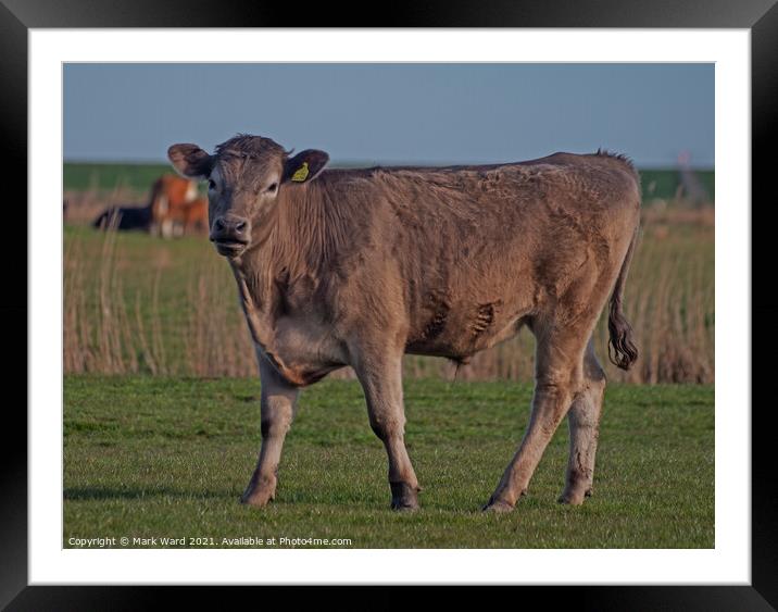 Young Bull Framed Mounted Print by Mark Ward
