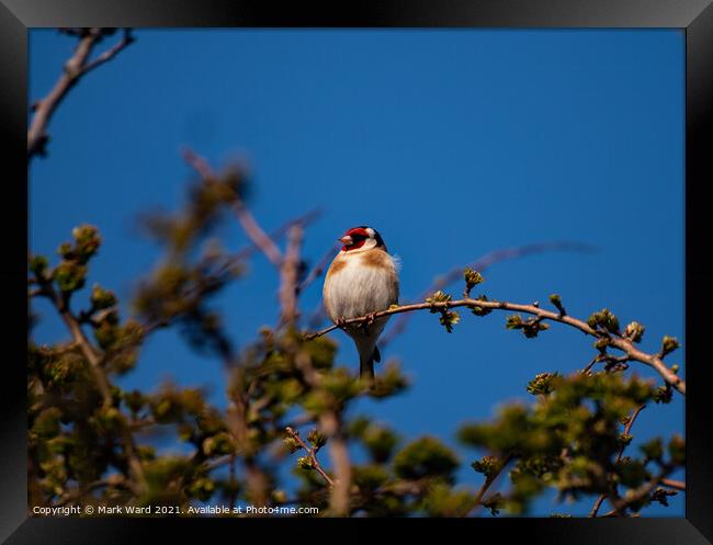 Goldfinch Framed Print by Mark Ward