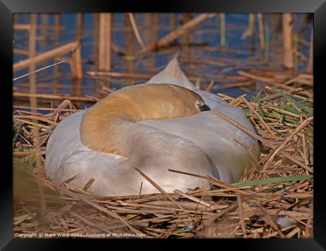 Swan on her Nest. Framed Print by Mark Ward