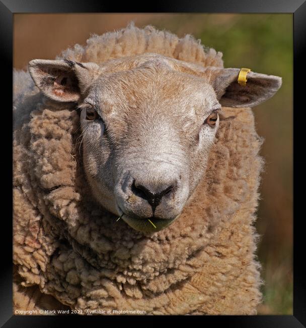 Portrait of a Sheep Framed Print by Mark Ward