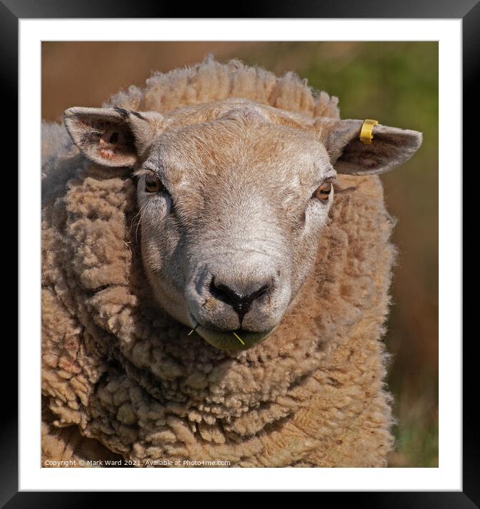 Portrait of a Sheep Framed Mounted Print by Mark Ward