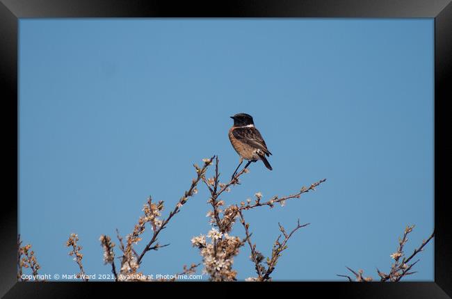 Stonechat. Framed Print by Mark Ward