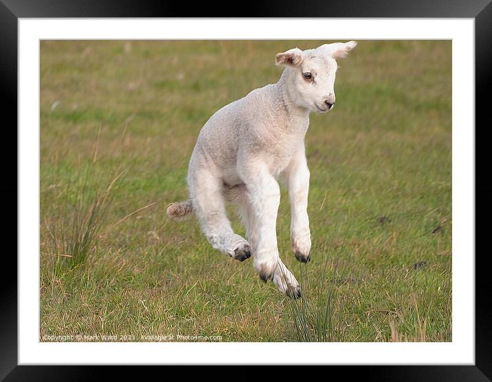 The Flying Lamb. Framed Mounted Print by Mark Ward