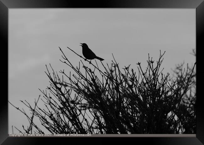 Blackbird in Black. Framed Print by Mark Ward
