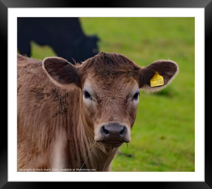 Beauty is in the Eye of the Bull. Framed Mounted Print by Mark Ward