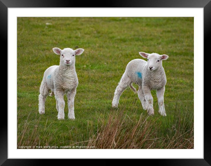 A pair of young Lambs Framed Mounted Print by Mark Ward