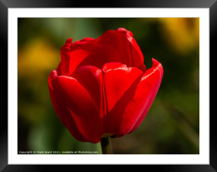 Tulip Erotique. Framed Mounted Print by Mark Ward
