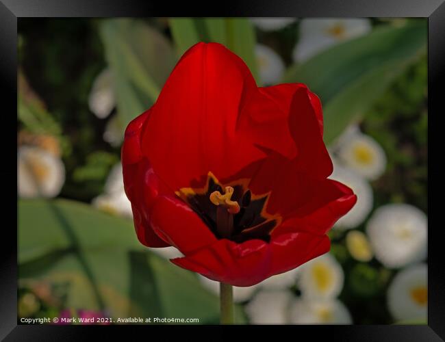 Tulip Rouge Framed Print by Mark Ward