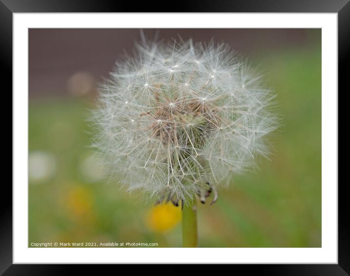 Dandelion Seedhead. Framed Mounted Print by Mark Ward