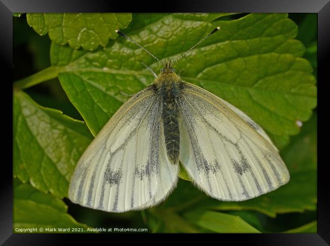 Small White Butterfly. Framed Print by Mark Ward