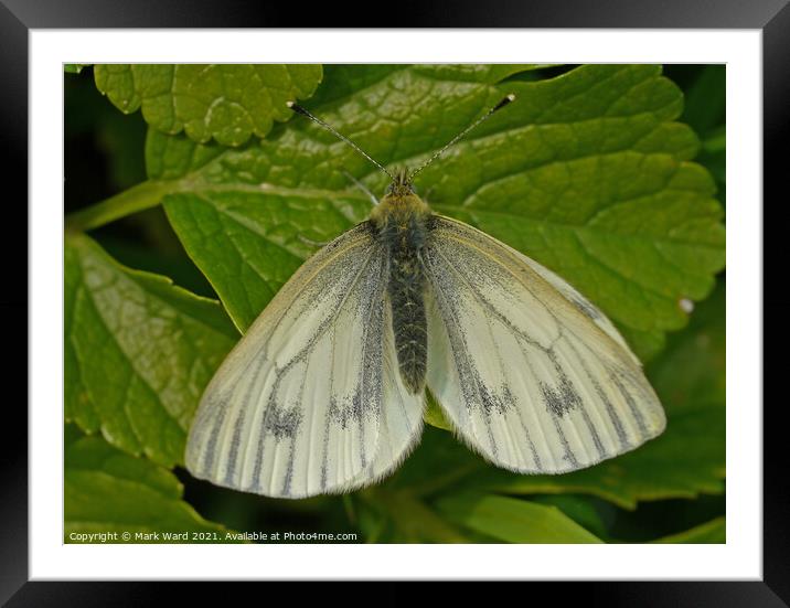 Small White Butterfly. Framed Mounted Print by Mark Ward