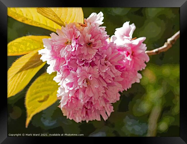Cherry Blossom High. Framed Print by Mark Ward