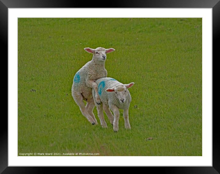 Lambs will Play. Framed Mounted Print by Mark Ward