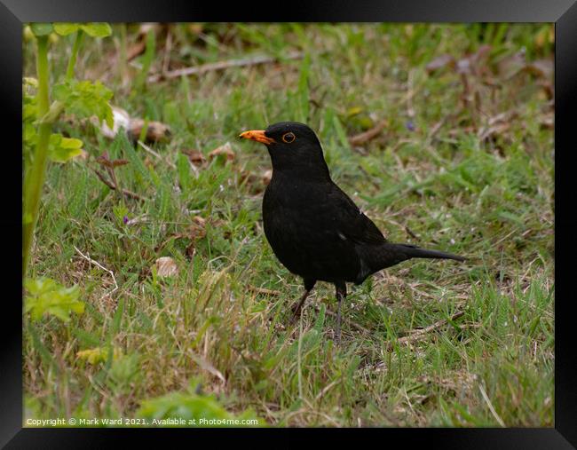 Male Blackbird Framed Print by Mark Ward