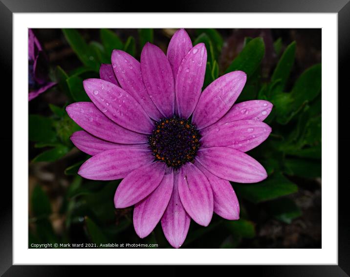 Osteospermum Flower Framed Mounted Print by Mark Ward