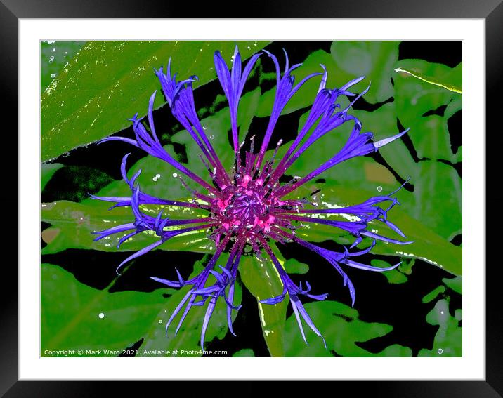 Digital Cornflower. Framed Mounted Print by Mark Ward