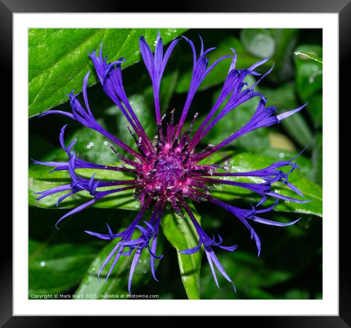 Cornflower Up Close. Framed Mounted Print by Mark Ward