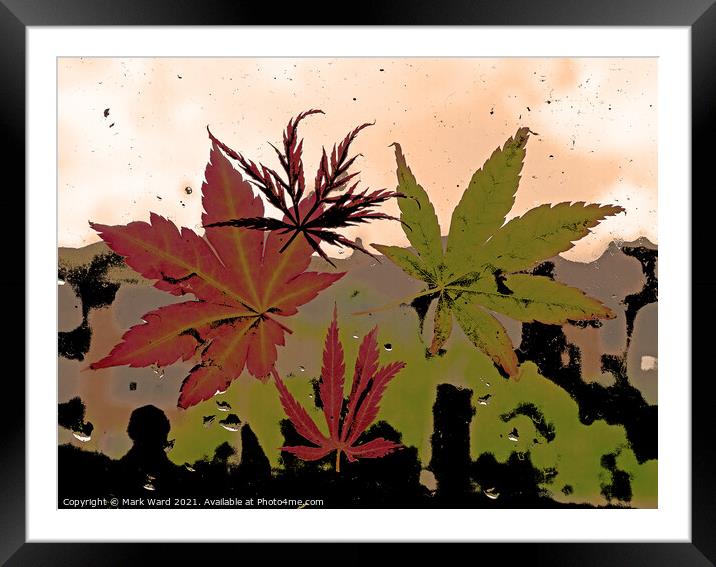 Acer View. Framed Mounted Print by Mark Ward