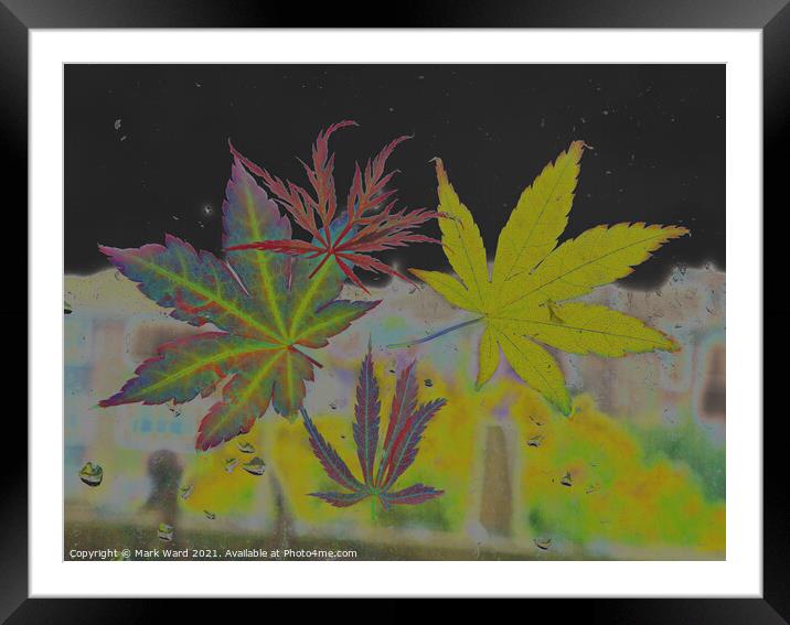 Acer Window Framed Mounted Print by Mark Ward