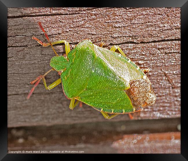 Common Green Capsid Bug. Framed Print by Mark Ward