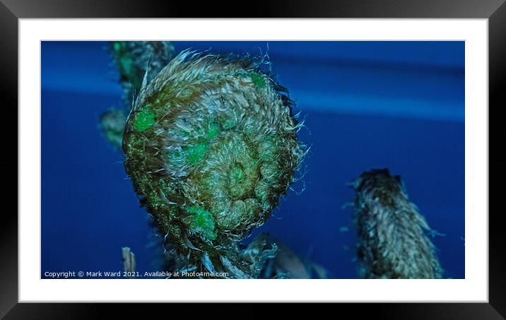 Tightly Coiled Fern Frond Framed Mounted Print by Mark Ward