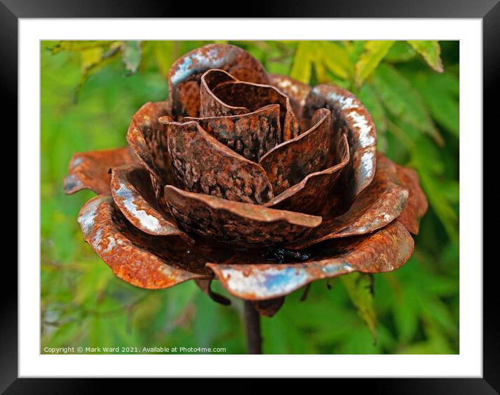 Rusty Rose Framed Mounted Print by Mark Ward