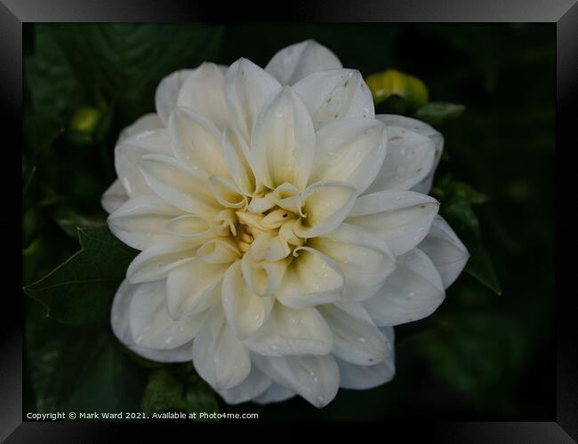 White Dahlia Flower. Framed Print by Mark Ward