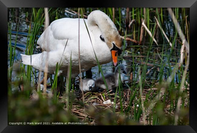 The Swan Family. Framed Print by Mark Ward